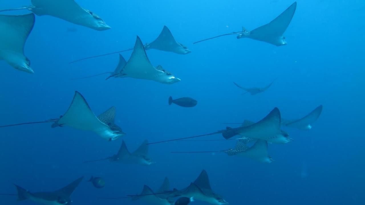 فندق بالم ريزيدنس Rasdhoo المظهر الخارجي الصورة