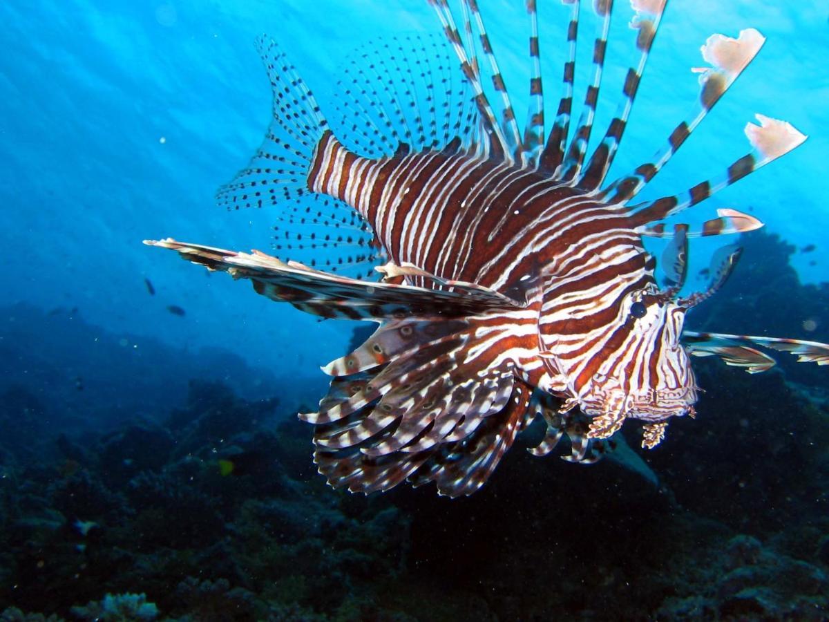 فندق بالم ريزيدنس Rasdhoo المظهر الخارجي الصورة